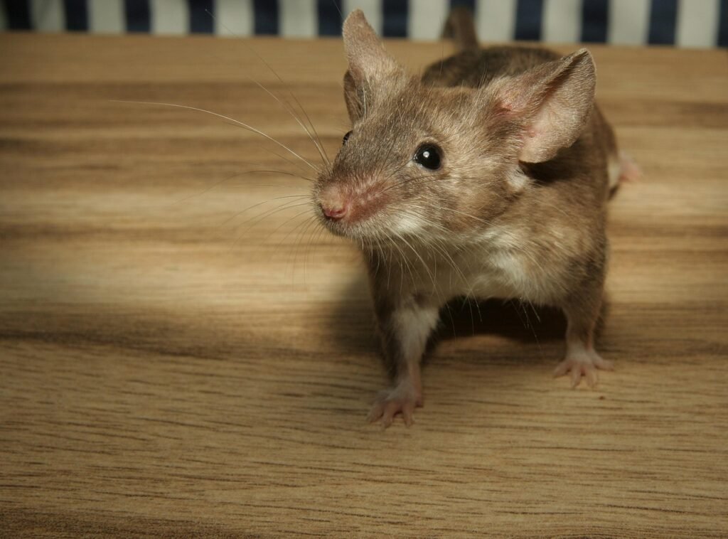 mouse, color mouse, wood, cute, small, googly eyes, button eyes, mammal, nature, animal, rodent, mice, color mice, long-tailed mouse, long-tailed mice, tame, nose, brown
